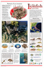 lionfish invasion poster
