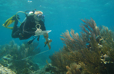 Robbie Lamb censuses coral-reef fishes in the Bahamas